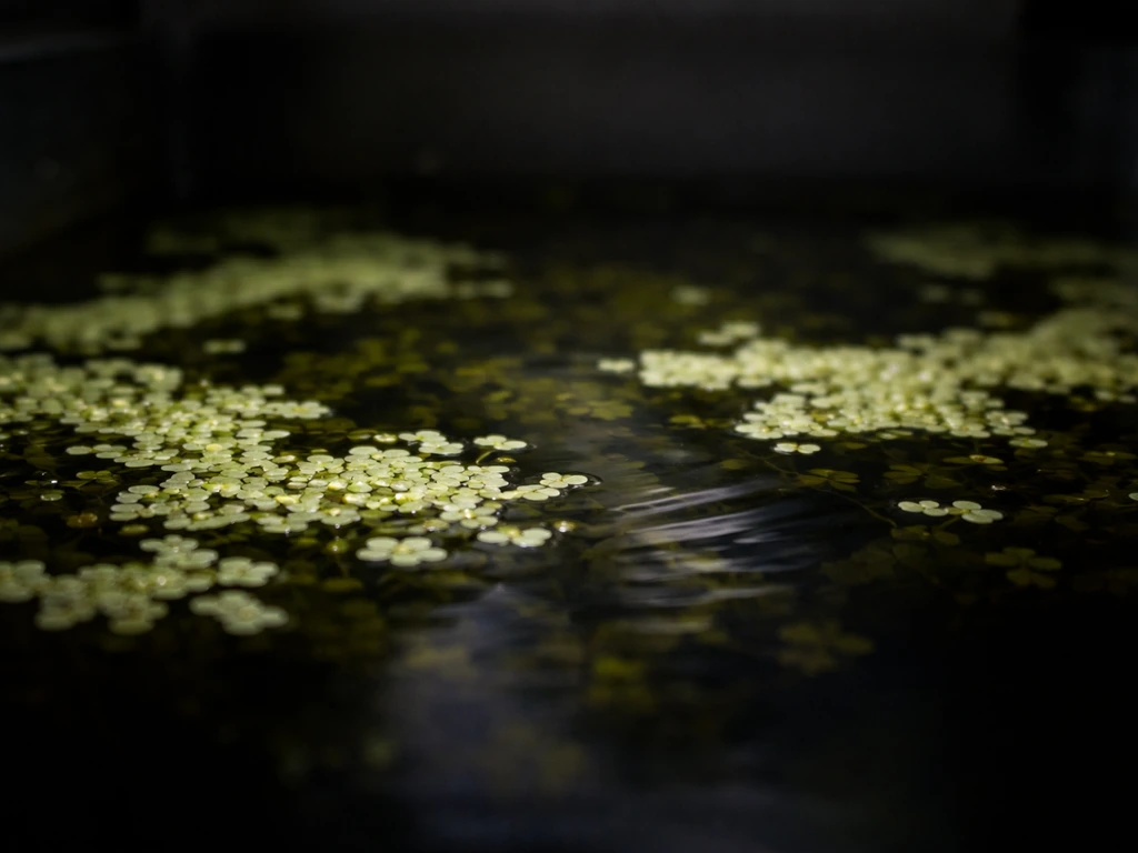 Can Duckweed Grow Without Light? Low-Light Survival Guide